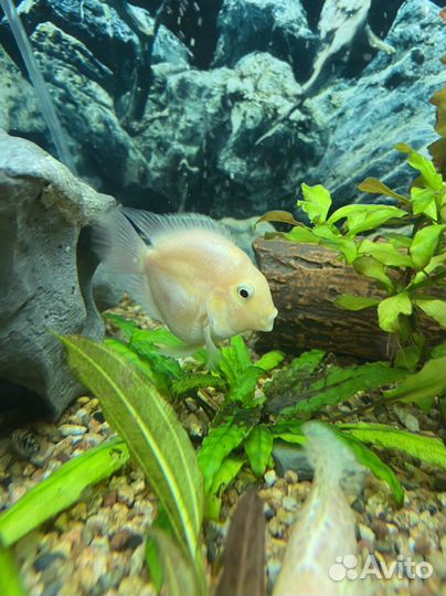 Аквариумные рыбки