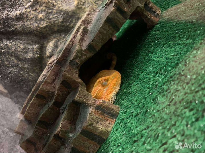 Агама бородатая