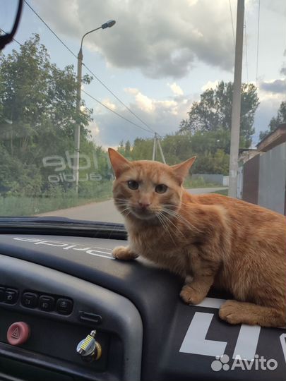 Потерялся рыжий кот