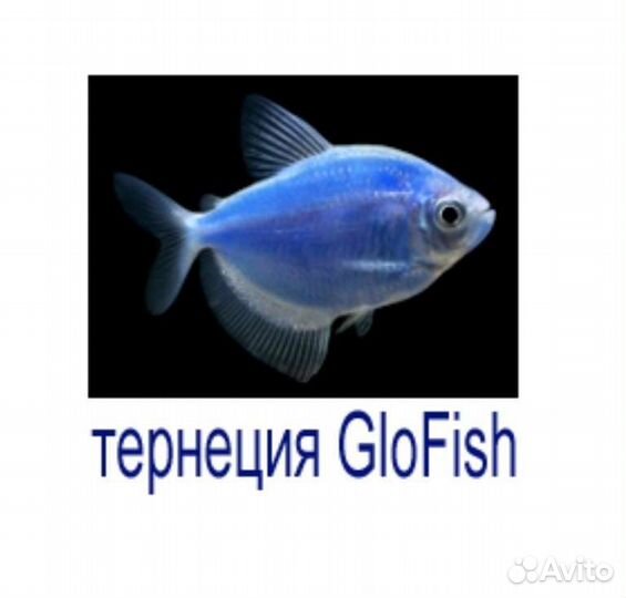 Тернеция голубая глофиш Аквариумные рыбки в магаз