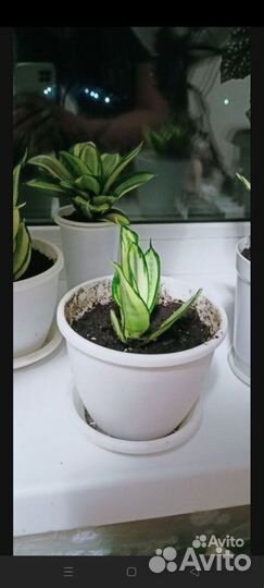 Сансевиерия люсиль полан