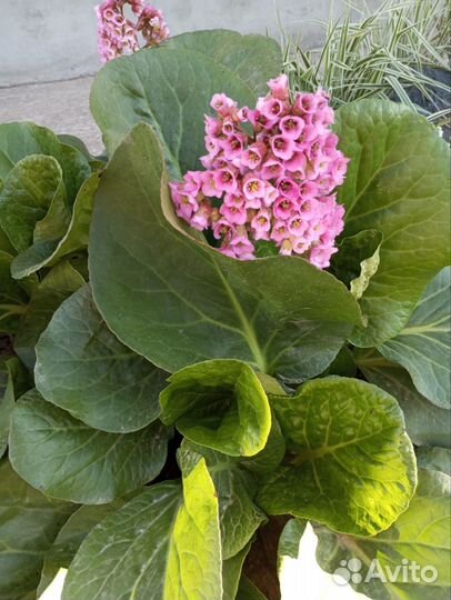 Многолетники садовые