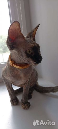 Отдам в добрые руки