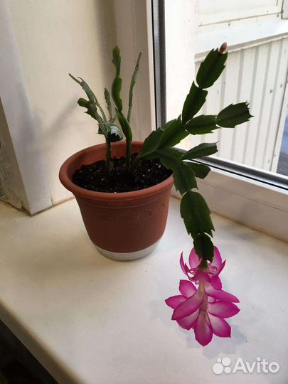 Декабрист шлюмберга розрвый