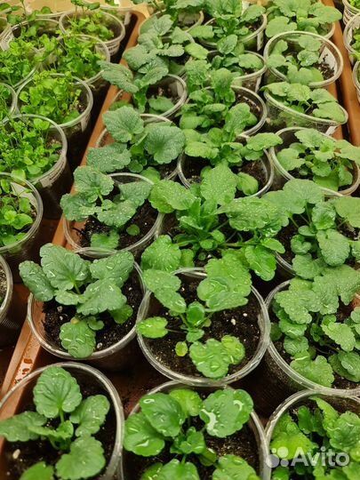 Цветы виола и бакопа