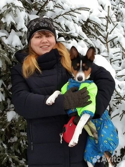 Дрессировка собак, кинолог, воспитание собак