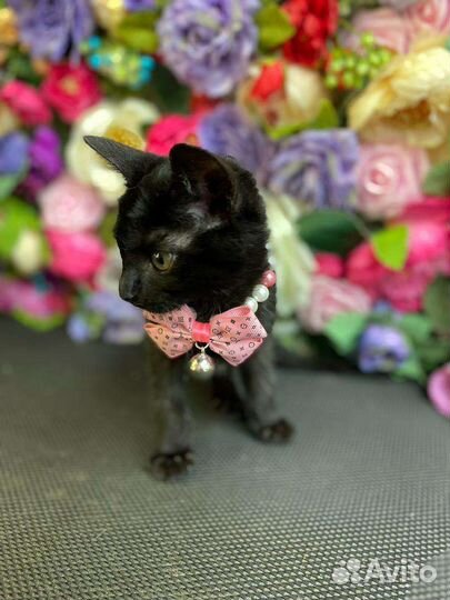 Кошки в добрые руки