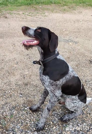 Дратхаар вязка