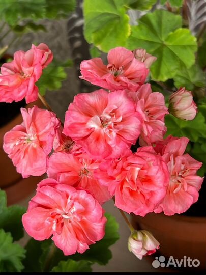 Неrma,Лилиан Андреа, Тесс Влада,лиа Божоле