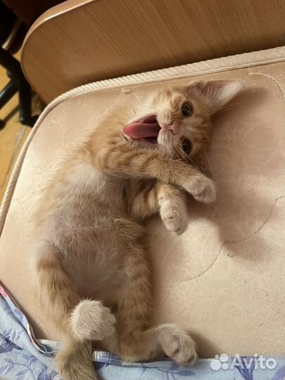 Котенок мальчик