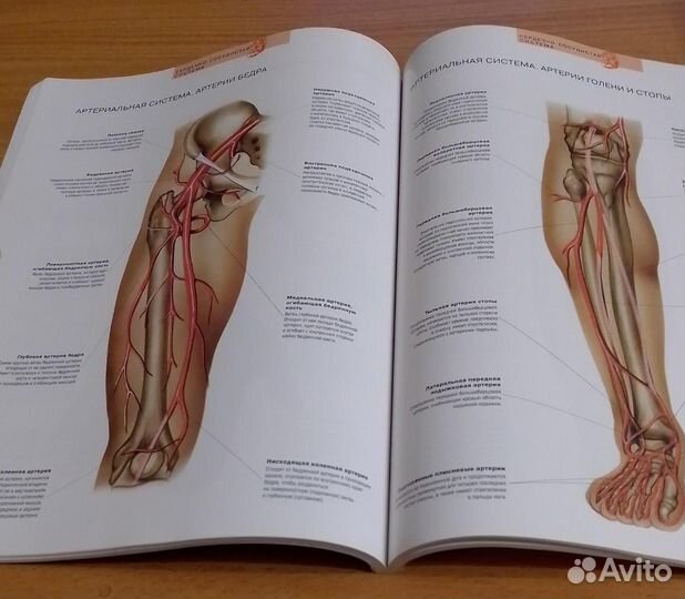 Книга Атлас анатомии человека