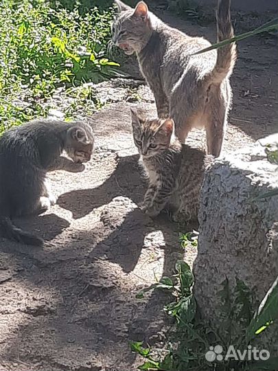 В добрые руки