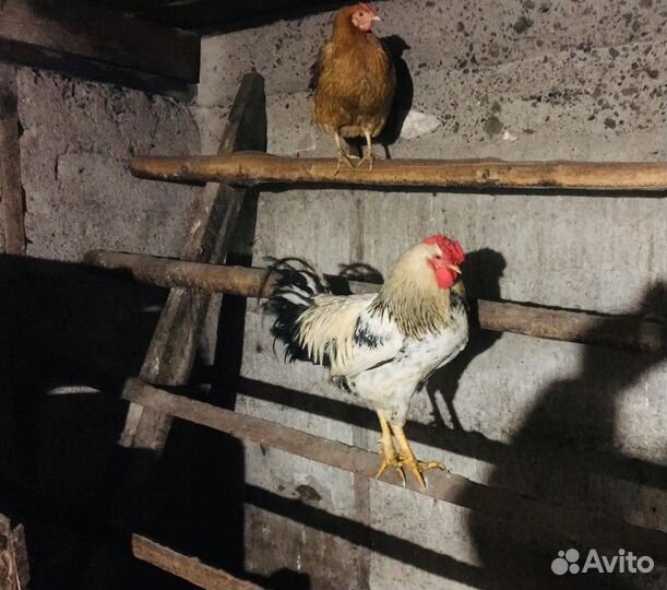 Петух деревенский
