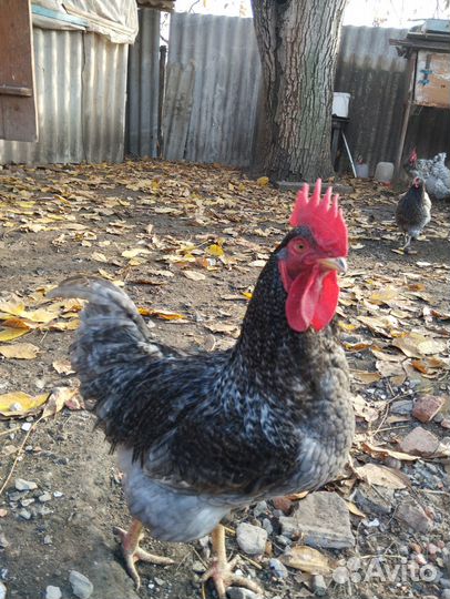 Молодые петухи