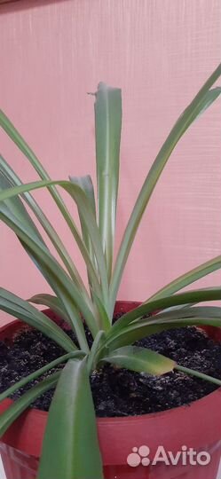 Цветок комнатный