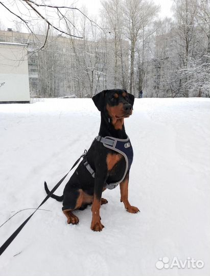 Немецкий пинчер