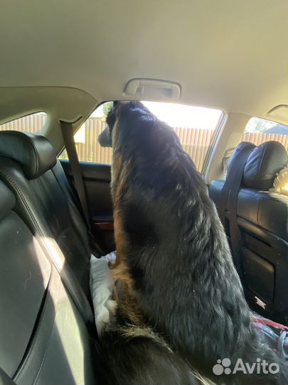 Услуги кинолога