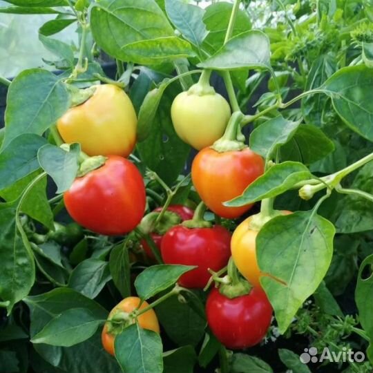 Перец сладкий