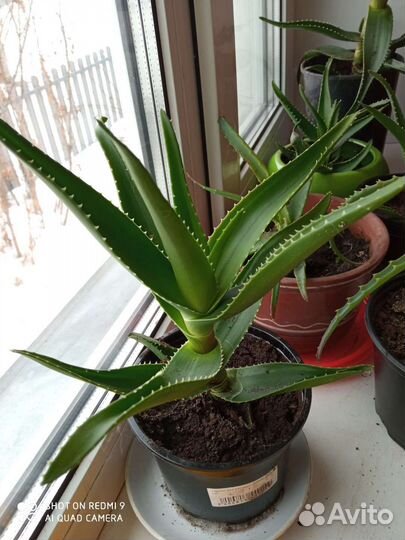 Комнатные цветы алоэ