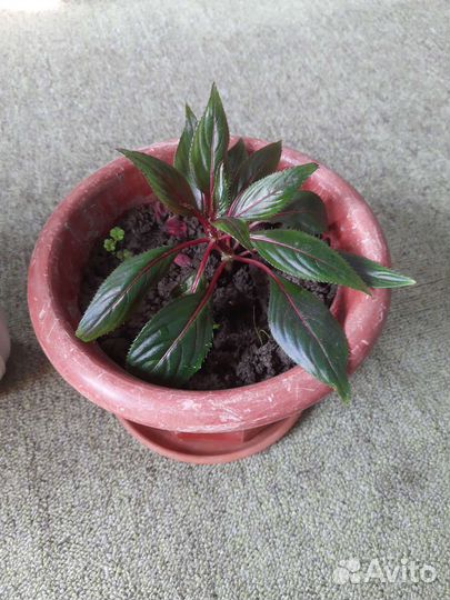 Бальзамин Новогвинейский