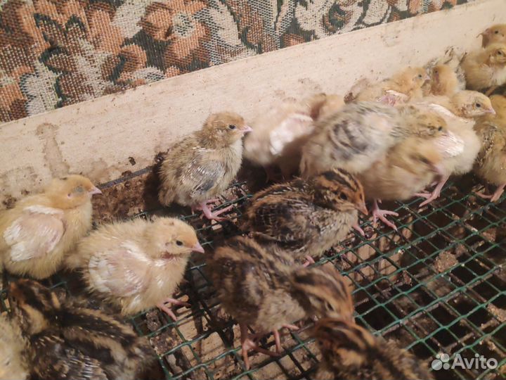 Перепелята