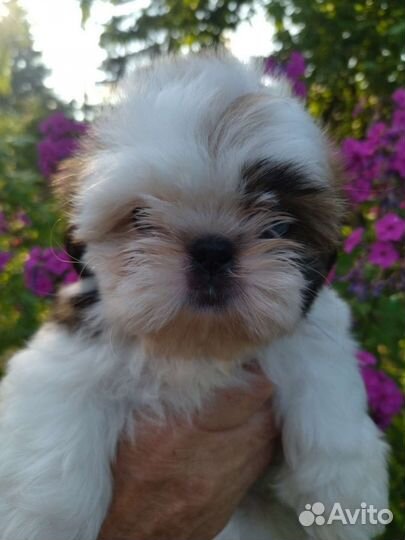 Эксклюзив С голубыми глазами