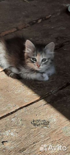 Котята в дар