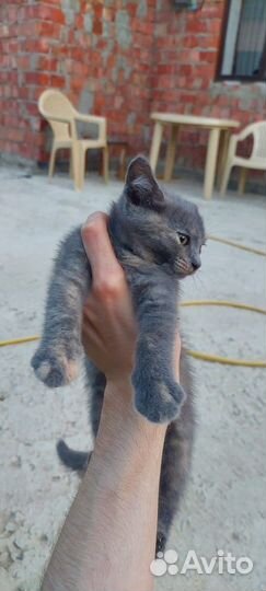 Котята бесплатно