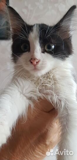 Котики в добрые руки