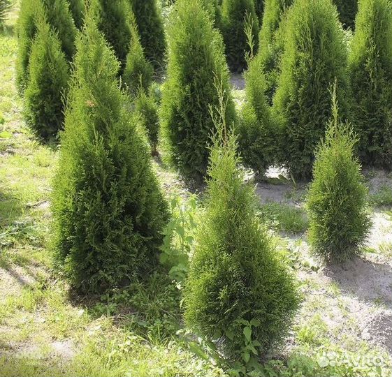 Туя Смарагд