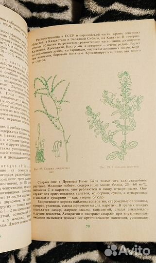 Дикорастущие полезные растения