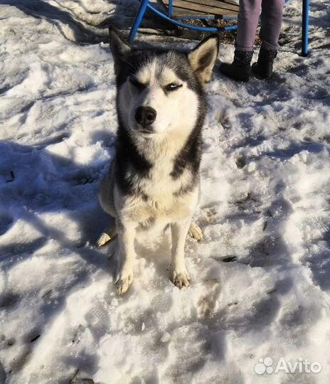 Передержка собак