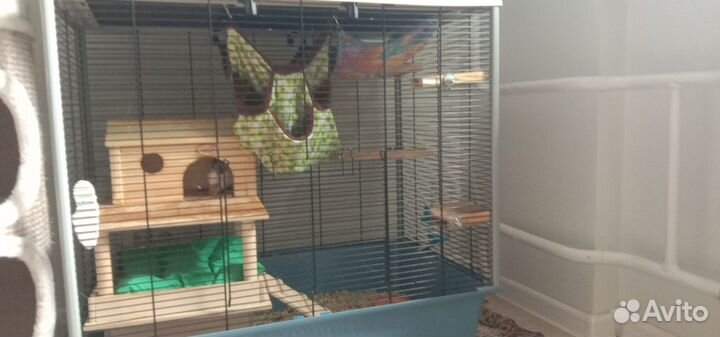 Крысята девочки