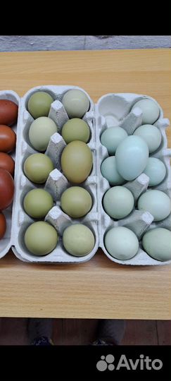 Амераукана