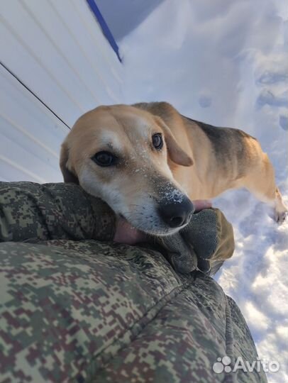 Щенки русской гончей