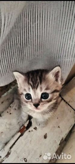 Шотландская вислоухая кошка бесплатно