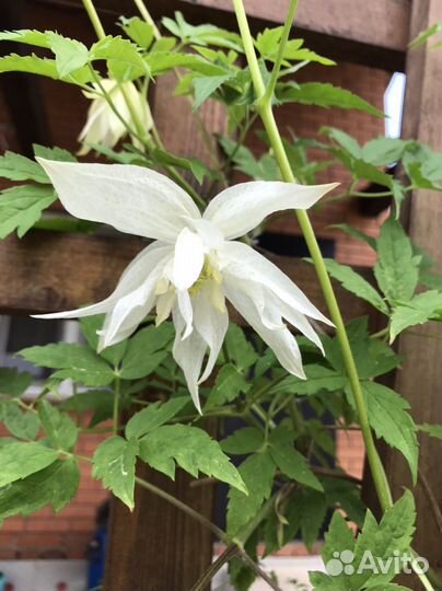 Садовые цветы княжики