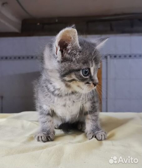 Котенок мальчик бесплатно