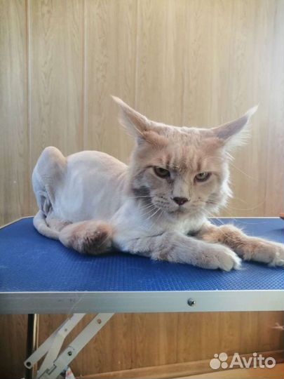 Стрижка кошек И котов груминг