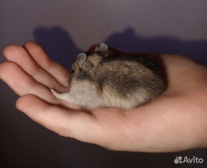 Хомяки джункарские