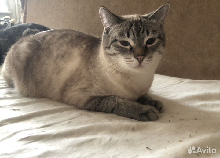 Шикарный кот