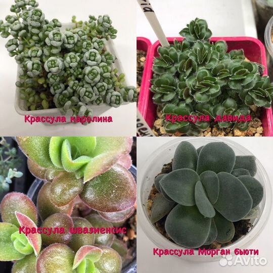 Суккуленты крассулы