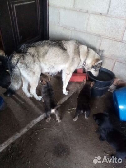 Щенки западно сибирской лайки в добрые руки