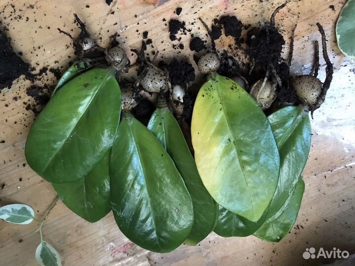 Замиокулькас