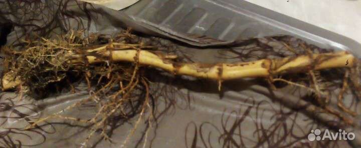 Бамбук филлостахис съедобный