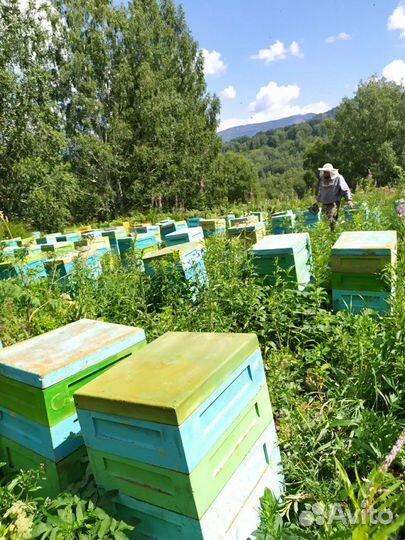 Мёд алтайский