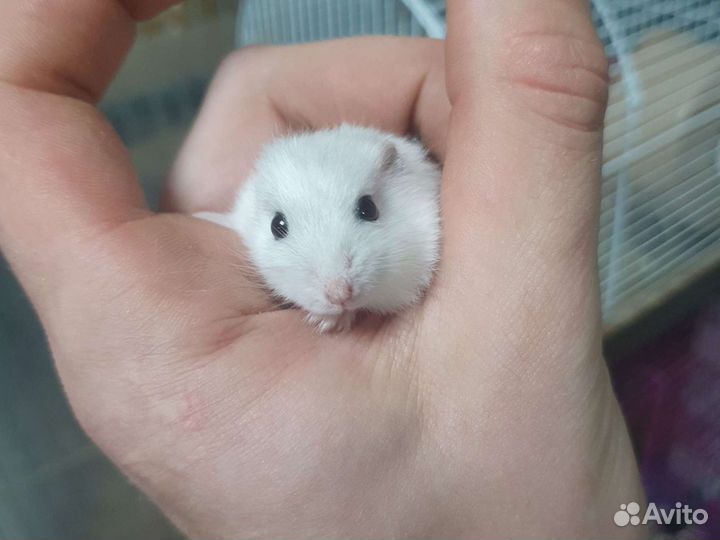 Джунгарский хомяк