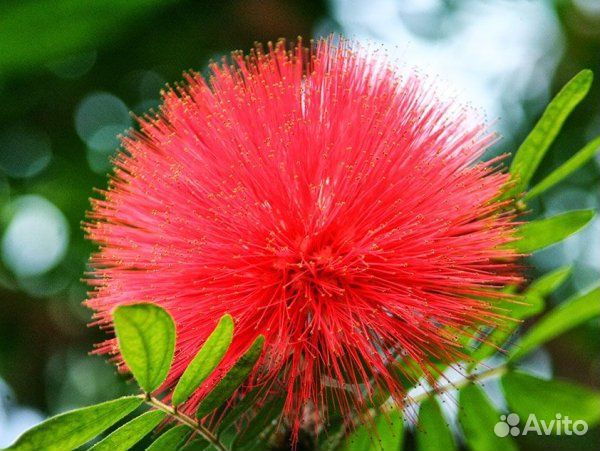 Альбиция ленкоранская