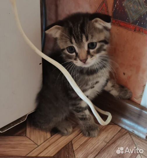 Шотландская вислоухая кошка