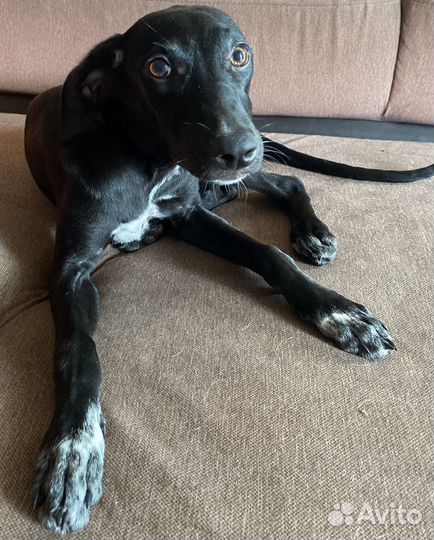 Щенки курцхаара